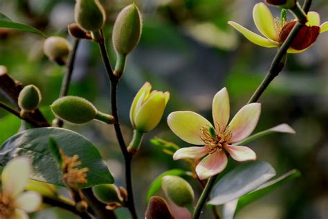 含笑花可以吃嗎|含笑花